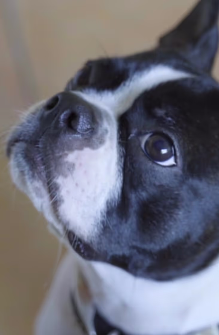 Wagsta frame from the video production