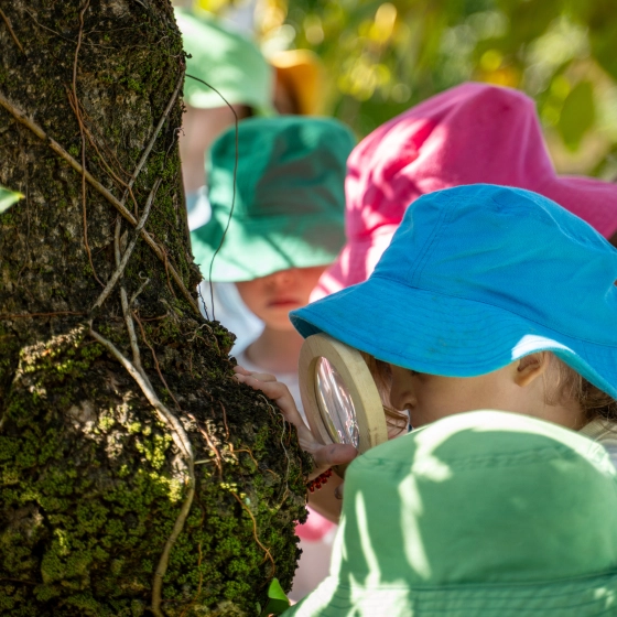 The Rainforest School logo design