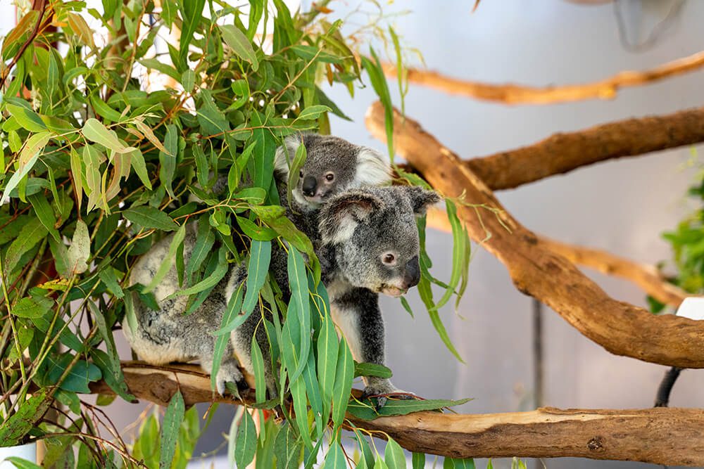 Kuranda Koala Gardens & Birdworld Photoshoot